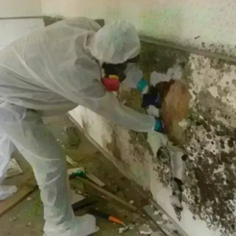 Mold Remediation and Removal in Liberty Hill, TX